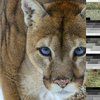 cougargoyle